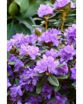 Рододендрон Грістед|Rhododendron ’Gristede’|Рододендрон Гристед